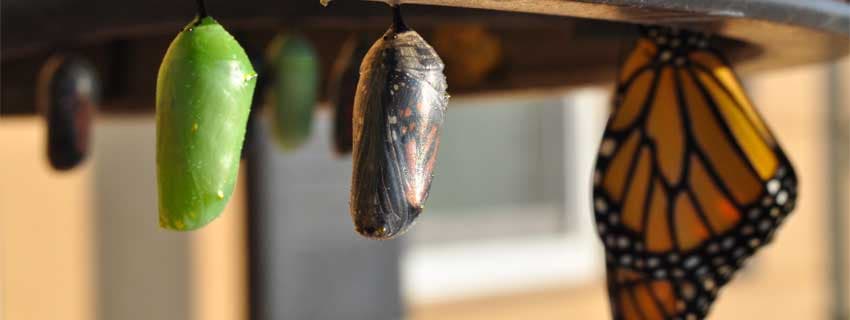 چگونه مانند یک توسعه دهنده ی ارشد فکر کنیم